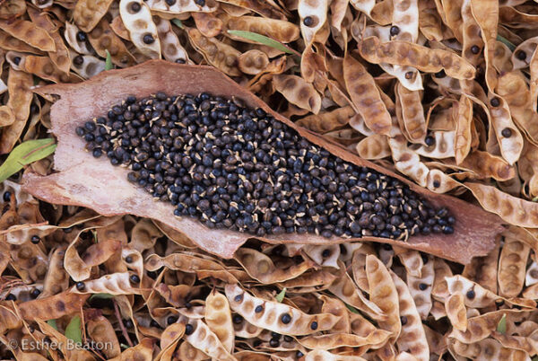 Acacia Victoriae Wattleseed